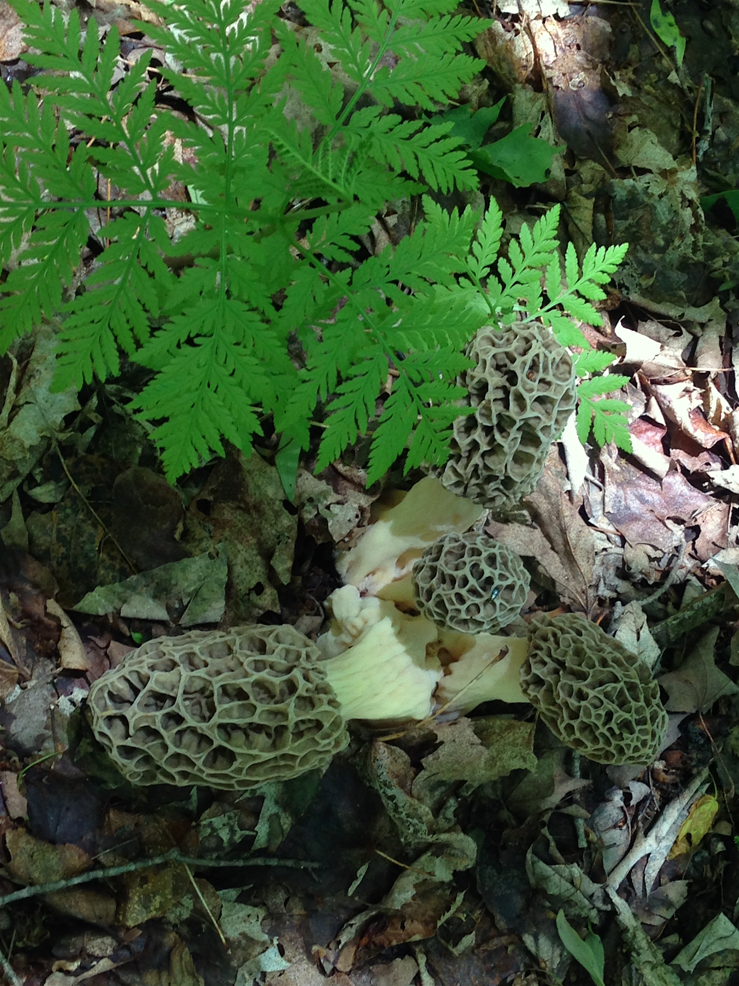 Time for the Morels!